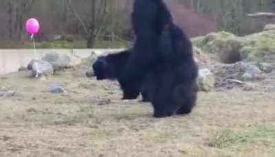 Sloth bears find a floating pink orb