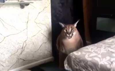 Turbo charged floppa