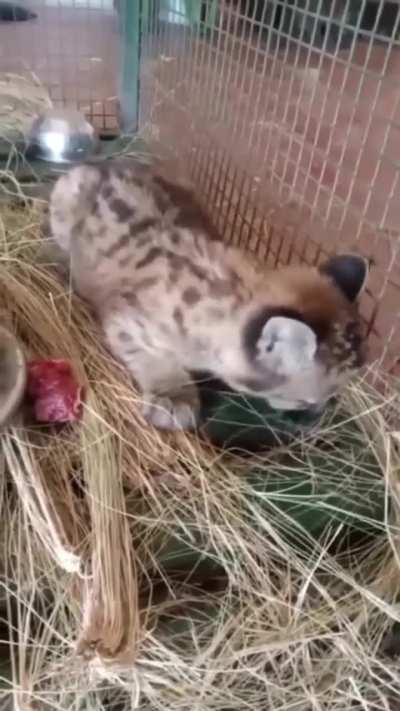 Aparecio una cachorrita de puma en una zona rural de Fraga, provincia de San Luis, ser&aacute; rehabilitada y devuelta a su h&aacute;bitat natural