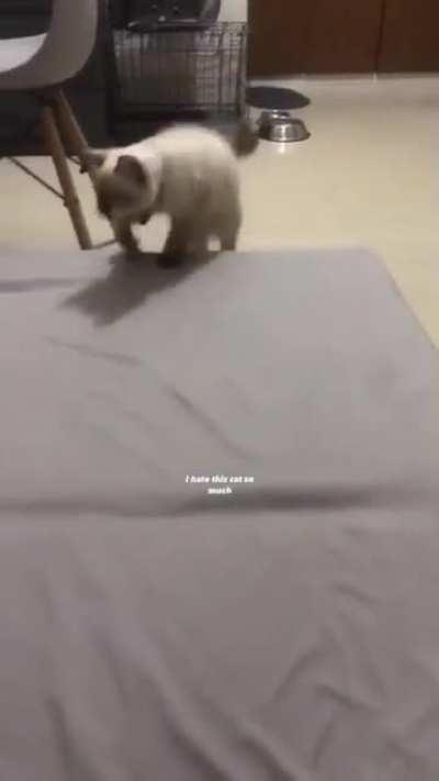 roach bringing menace