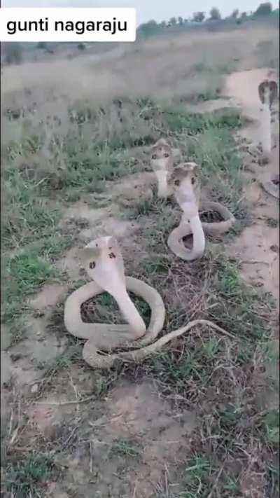 Imagine you encounter this cuties in the middle of your backyard.