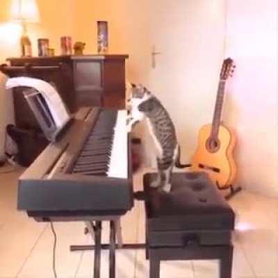 Cat pianist :D