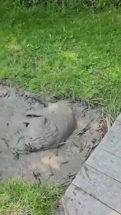 Dog walker on phone with owner.