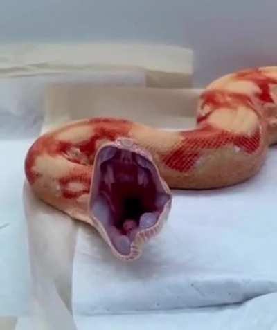 🔥 Yawn of a snake.