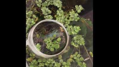 I was asked to share my dumbo bed time and morning routine here from another group. Hope you like it. Light off she knows to go to her bedroom. And always eager to see me in the morning:-)