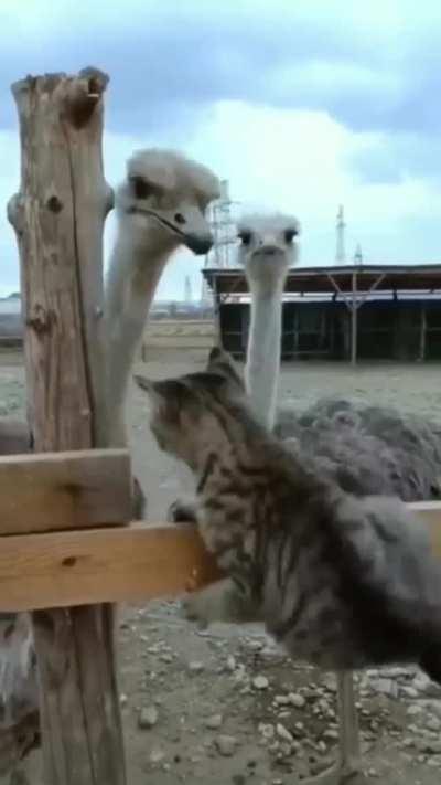 So, not so tough now huh?!