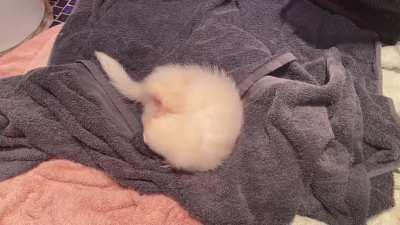 Our little dooker Sapphire