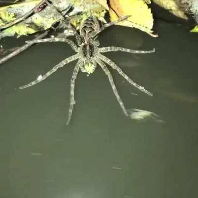 Когда еда сама плывёт к тебе.