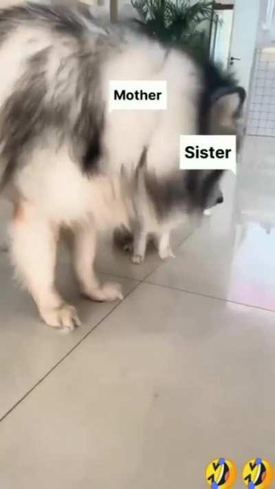 When brother and sister quarrel.😅