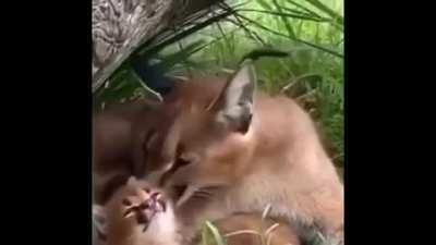 Dolan, are you holding up well after your uncle (colin) got ground up into goose fat?