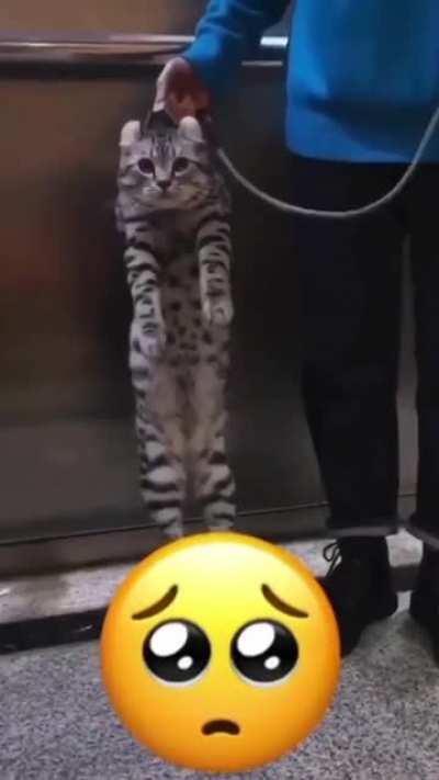 Ne istediniz ulan Kgb kedisinden 😔