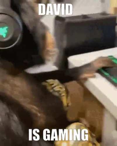 Yo guys, David is gaming!