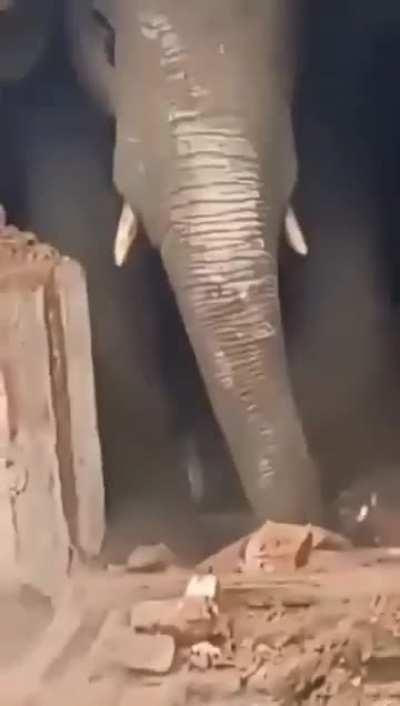 Elephant leaves a lasting impression 