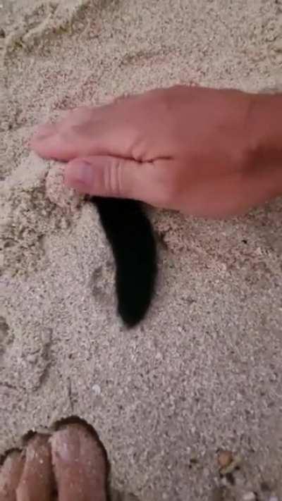 He's a little sandcat