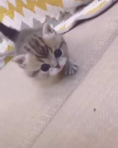 I think this is the most illegal kitty by far