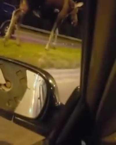 Absolute unit of Moose