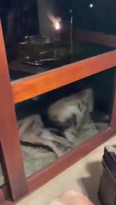 Don't help as I get eaten.