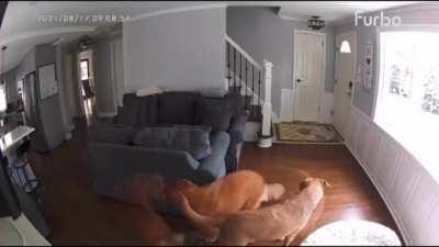 Poor puppy attacked by a roomba