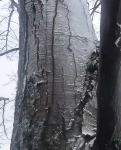 I *think* we're looking at a tree covered with a layer of ice, and water flowing between the ice and the trunk