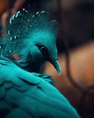 Victoria Crowned Pigeon
