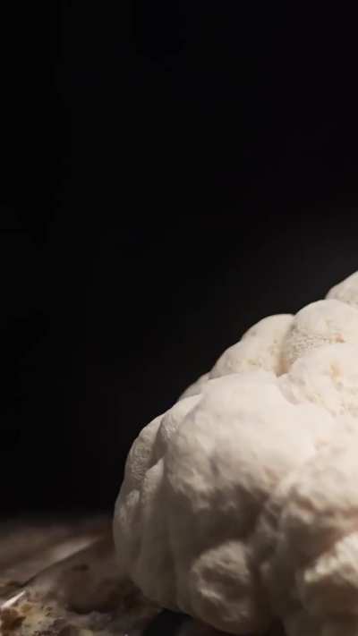 Lion's Mane Timelapse