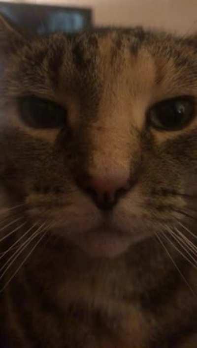 If she keeps staring and purring,