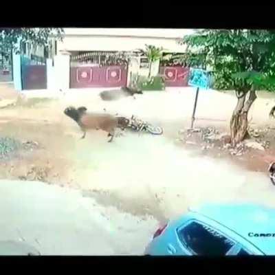 WCGW Trying to turn without honking.