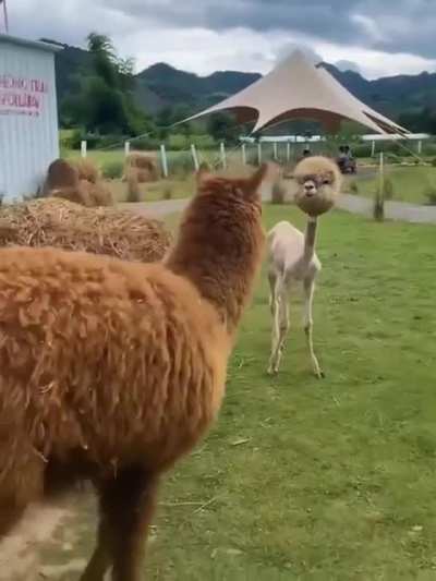 Shaved alpaca