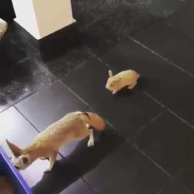 Bunny scares Fennec Fox