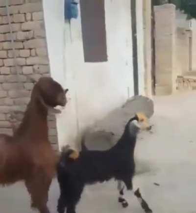 boppin down da street