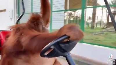 Ya llegó su esquina, pinche putitas…