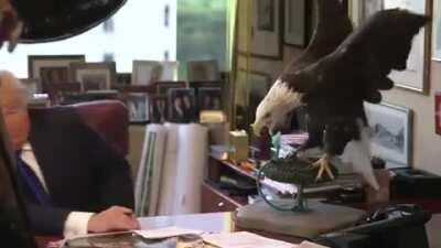 Trump regrets getting near the eagle