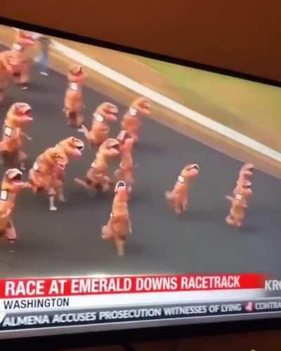 Que tal uma corrida dessas aqui no Brasil mas com nossas queridas capivaras?