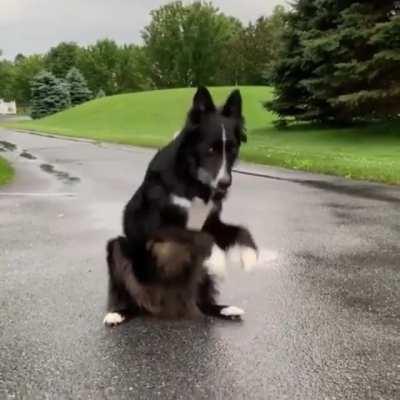 There are two kinds of doggies