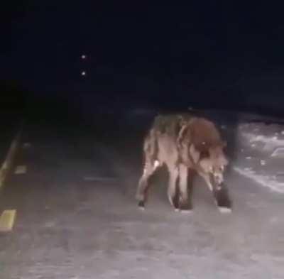 Absolute fucking UNIT of a Wolf!