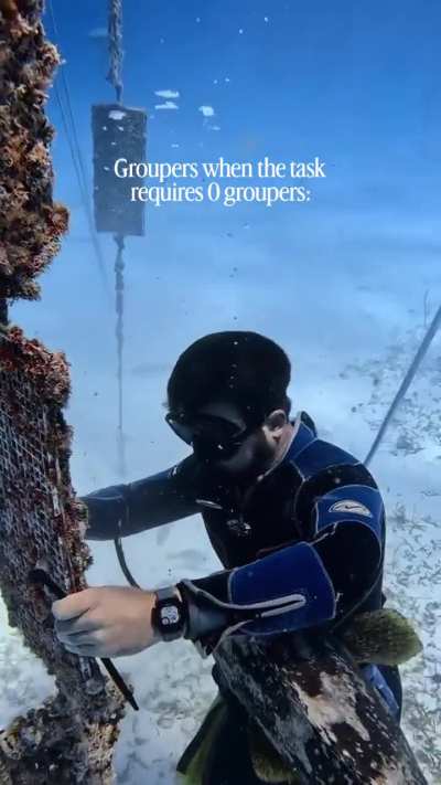 Groupers, cats of the sea