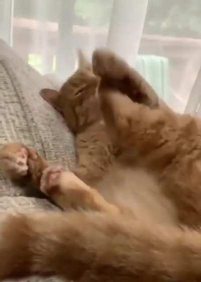 Kitty is confused. It hurt itself in its confusion!