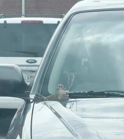 Yes this will make a fine nest!