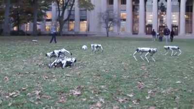 TOOK MY PET TO THE PET PARK. SUCCESS ACHIEVED. <END>