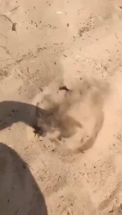 Do not feed the graboids!