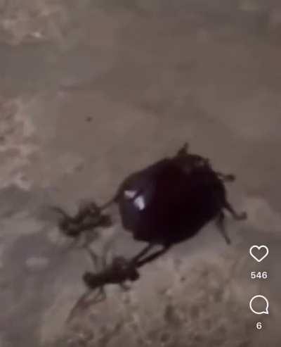 I found this video of a Beetle using bugs as shoes, is this a known behavior?