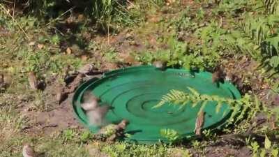 Wir haben für die Vögel ein kleines Bad im Garten bereit gestellt. Heute war da reger Betrieb.