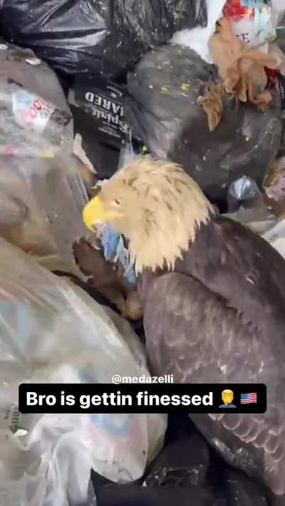 A bad day to be THE eagle