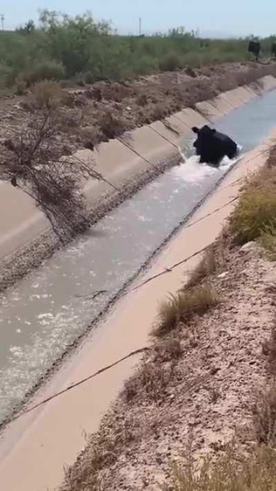 Enjoying the fresh stream