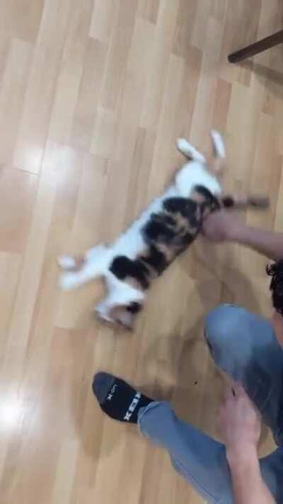 Sharknado is so 2013. 2020 is all about Meownado.