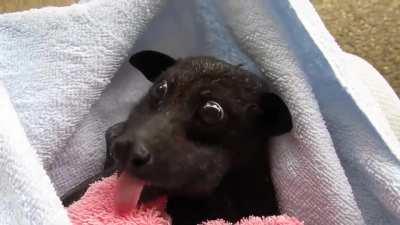 A rescued black flying fox being fed a banana. The flying fox was released a week later from a bat rehab center in Australia.