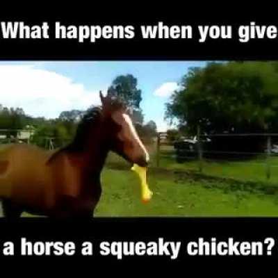 And now a Horse with a Squeaky Chicken
