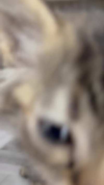 ‼️🆘SBCAS/URGENT! Three stunning underage floofs are deadlined. Shelter will not hold them. They have until tomorrow morning. Please help save them. Pledges will help get them rescued. They are so adoptable. 🙏🏻🙏🏻🙏🏻❤️