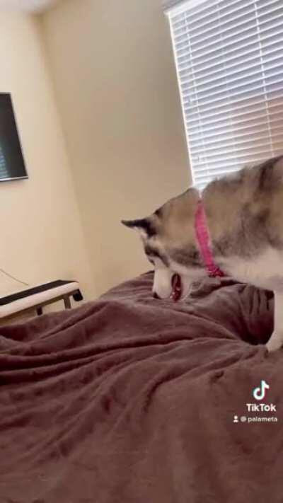 Things Huskies do that drive your crazy