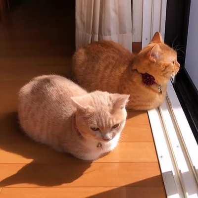 Two loaves basking in the sun